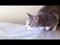 おしりふりふりキャット - Playing Cat -