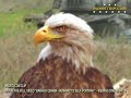 Eagle symbol, Exopolitcs, Obama, 2012, Conspiracy, Georgia Guidstones