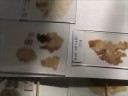 Athletes Donate Brains to Science