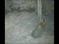Badger vs Fox round 2