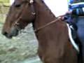 videos de Cavallo....ti go....   : D