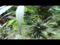 Wildwood Weed