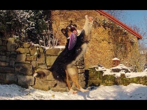 Frisbee spielen! Wie bringe ich meinen Hund dazu Frisbee zu spielen? Hundefrisbee