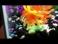 amazing fish tank