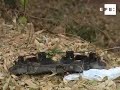 Juez ordena prisión para conductor ebrio que mató a peatón
