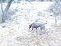 Blood Trail Dog \"Bell\" - Finds Axis Buck!
