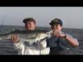 videos de Cau Ca: BASS