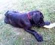 Bullmastiff video
