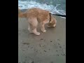 video2.mov Video video2.mov Video