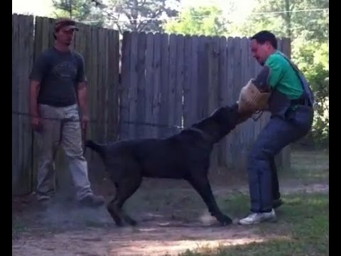 neapolitan mastiff