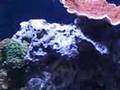 Reef Tank