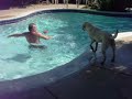 Bella jumping and swimming in pool