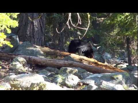Sheety33 - A black bear with her two cubs strolling through Lodgepole campground, located in Sequoia National Park. Filmed by Sheety33 on June 21st, 2011, with the HX5V.