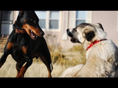KANGAL - My Doberman plays HARD and doesn't stop. Best breed in the world! No dogs were harmed in this video. They just love to play, play, play! Make sure to check o...