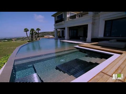 A Million Dollar Aquatic Masterpiece | The Pool Master
