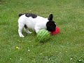 William French Bulldog Puppy Französische Bulldogge Welpe