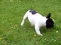 William French Bulldog Puppy Französische Bulldogge Welpe William French Bulldog Puppy Französische Bulldogge Welpe