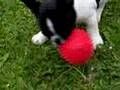 William French Bulldog Puppy Französische Bulldogge Welpe