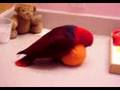Cloie (Eclectus) playing with pumpkin