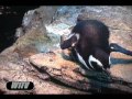 Oceanario de Lisboa Portugal Tubar�o em paz com a Sardinha