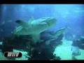 Oceanario de Lisboa Portugal Tubarão em paz com a Sardinha