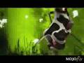 Crazy Cow Song