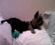 Affenpinscher video