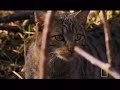 Cat Diversity Cat Diversity
