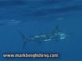 markbergfishing.com - Amazing Underwater Footage Of Marlin
