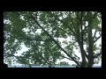 baum