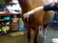 Horse with a giant pus thing getting lanced at the vet!