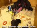 der letzte Abend mit alle Welpen aus unserem E Wurf (05.11.2009) Teil 1
