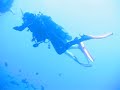 The Florida Keys is great for those into scuba and snorkel The Florida Keys is great for those into scuba and snorkel