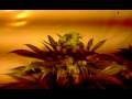 grow room week 16
