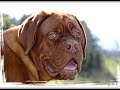 dogue de bordeaux puppies by eduardo durán haedo