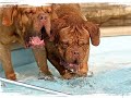 dogue de bordeaux puppies by eduardo durán haedo