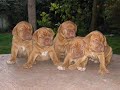 dogue de bordeaux puppies by eduardo durán haedo