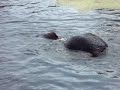 Słoń afrykański Ninio w kąpieli - Nowe ZOO Poznan 51MPG