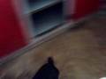 videos de Mr.Teb Chasing his tail