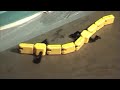The amphibian Salamander and Snake robot developped at the BIRG lab. of the EPFL presented at the Wired NextFest event. Los Angeles 2007