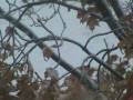 videos de snow shower 2