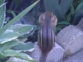 Chipmunk Love!