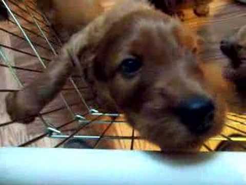 Irish Setter Puppies