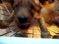 Irish Setter Puppies