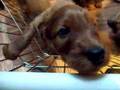 Irish Setter Puppies