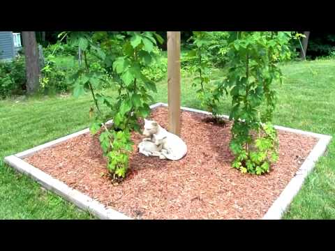 how to harvest whale vomit