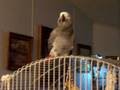 Bingo Talking