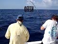 Venice Florida Fishing Report, Tail Chaser Charter Fishing Venice Florida Fishing Report, Tail Chaser Charter Fishing