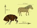 Jumping flea jump by Peter Weatherall