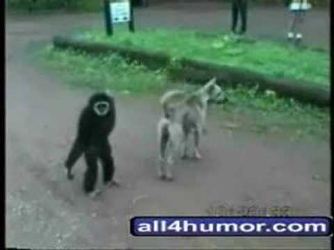 Animales traviesos y divertidos